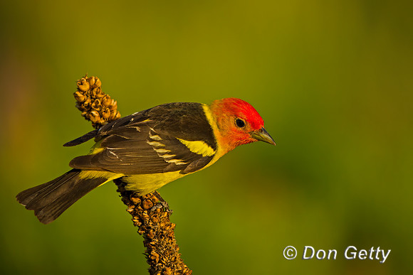 Western Tanager