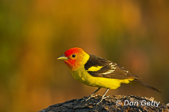 Western Tanager