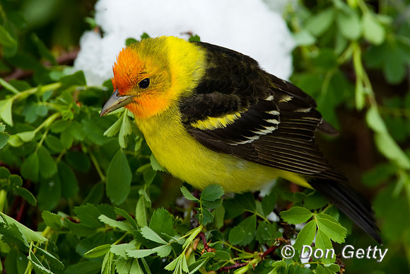Western Tanager