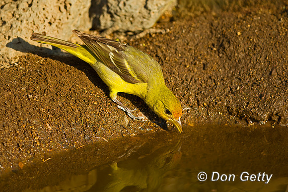 Western Tanager