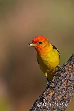 Western Tanager
