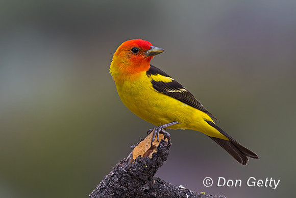 Western Tanager