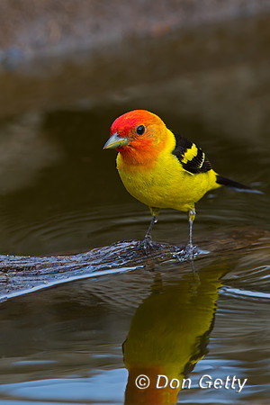 Western Tanager