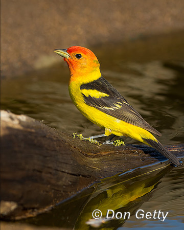 Western Tanager