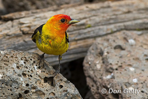 Western Tanager