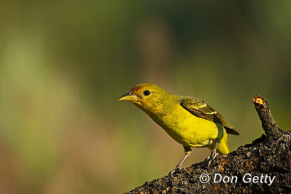 Western Tanager