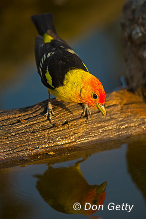 Western Tanager