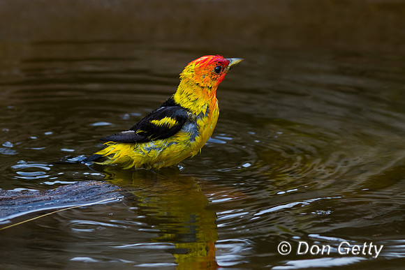 Western Tanager