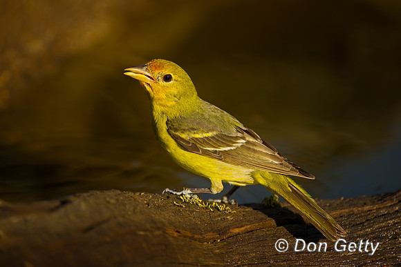 Western Tanager