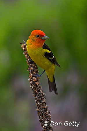 Western Tanager