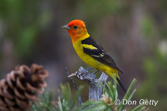 Western Tanager