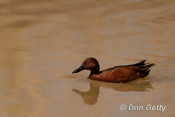 Cinnamon Teal