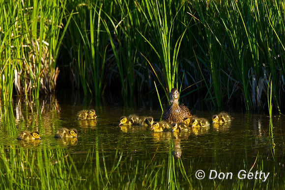 Cinnamon Teal