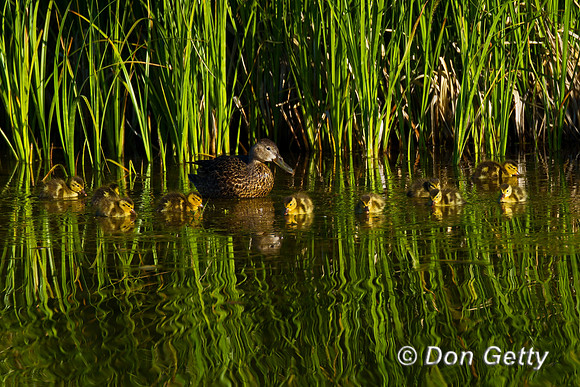Cinnamon Teal