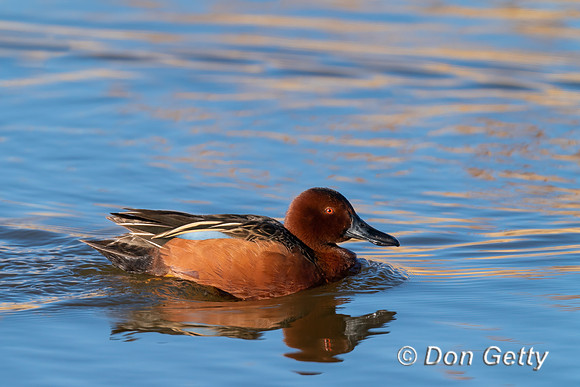 Cinnamon Teal