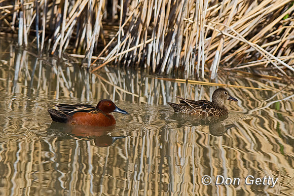 Cinnamon Teal