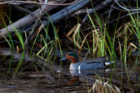 Green-winged Teal