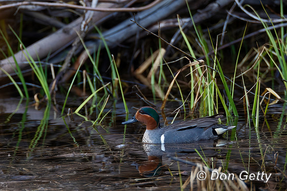 Green-winged Teal