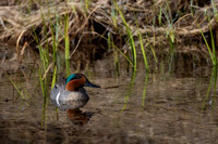 Green-winged Teal