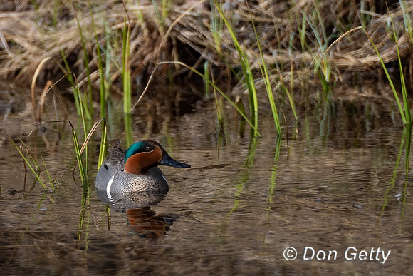 Green-winged Teal