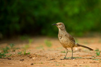 Curve-billed Thrasher