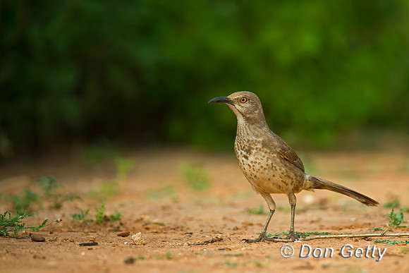 Curve-billed Thrasher