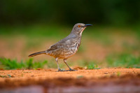 Curve-billed Thrasher