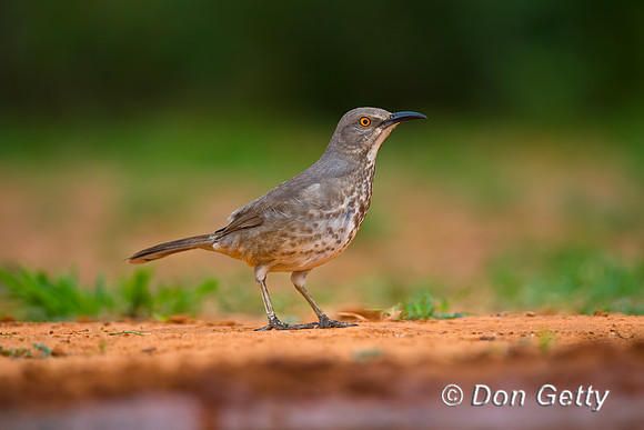 Curve-billed Thrasher