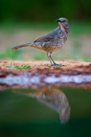 Curve-billed Thrasher