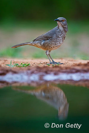 Curve-billed Thrasher