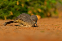 Curve-billed Thrasher