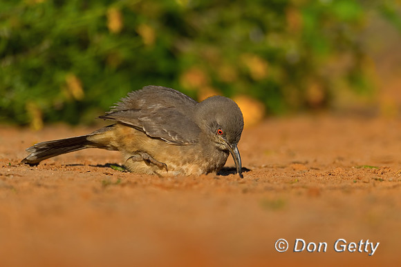Curve-billed Thrasher