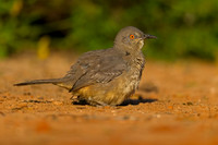 Curve-billed Thrasher