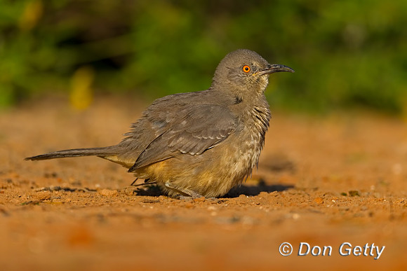 Curve-billed Thrasher