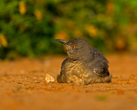 Curve-billed Thrasher