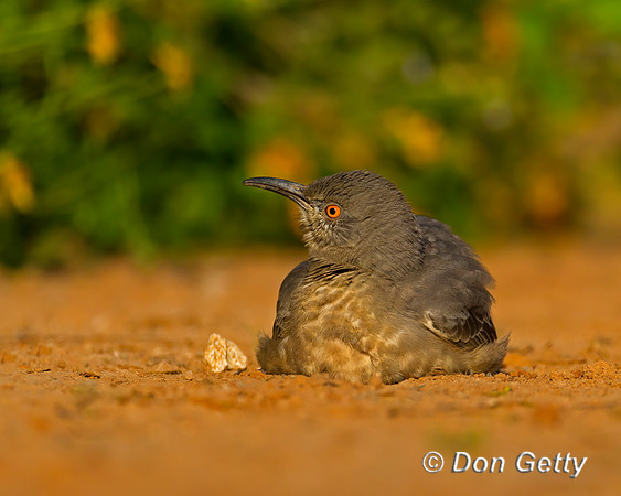 Curve-billed Thrasher