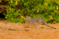 Curve-billed Thrasher