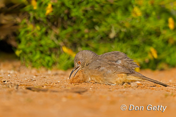 Curve-billed Thrasher