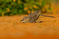 Curve-billed Thrasher
