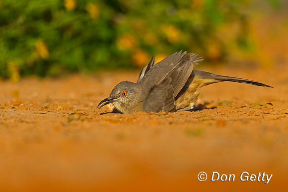 Curve-billed Thrasher