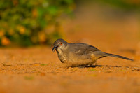 Curve-billed Thrasher