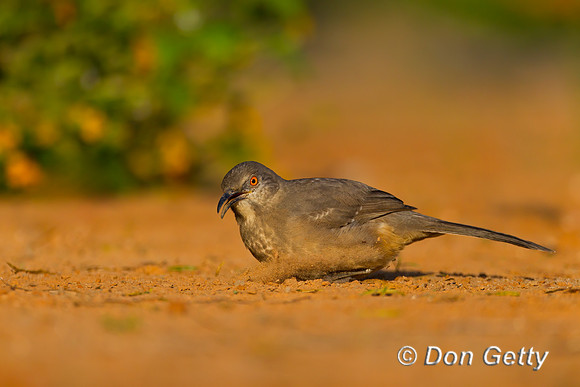 Curve-billed Thrasher