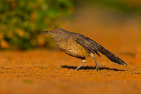 Curve-billed Thrasher