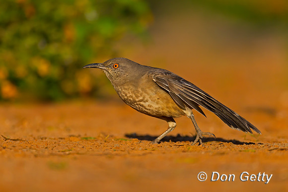 Curve-billed Thrasher