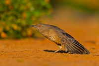 Curve-billed Thrasher