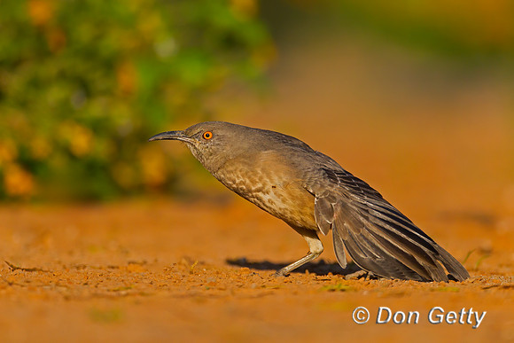 Curve-billed Thrasher