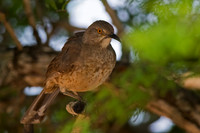 Curve-billed Thrasher