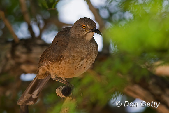 Curve-billed Thrasher
