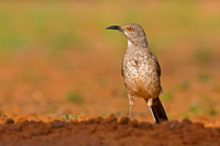 Curve-billed Thrasher
