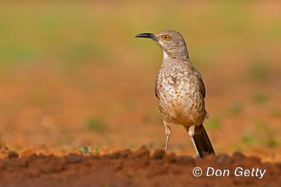 Curve-billed Thrasher